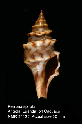 Perrona spirata (5).jpg - Perrona spirata (Lamarck,1816)